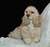 Cocker spaniel_tiny